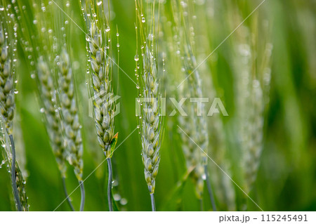 朝露に濡れる麦の穂 115245491