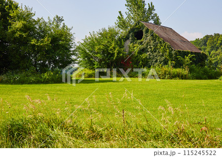 Decaying abandoned barn covered in ivy with gaping hole in grassy field Decaying abandoned barn covered in ivy with gaping hole in grassy field 115245522