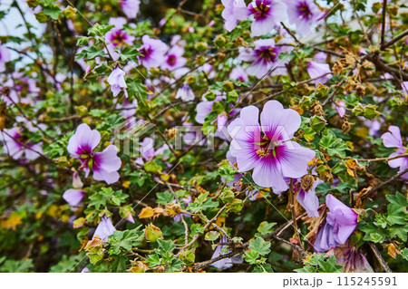 Close up of lilac purple flower with dark purple center with flowering bush in background 115245591
