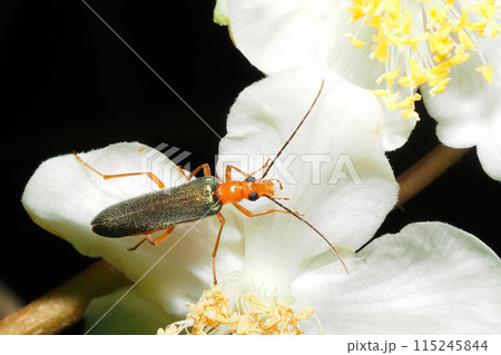 マタタビの花に止まるカトウカミキリモドキ マタタビの花に止まるカトウカミキリモドキ 115245844