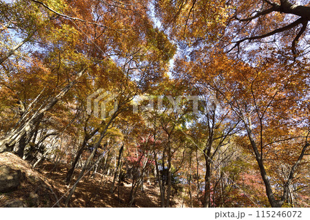 岩櫃山、登山、群馬県 115246072