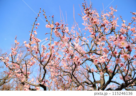 可愛いピンクの梅の花 紅冬至 可愛いピンクの梅の花 紅冬至 115246136
