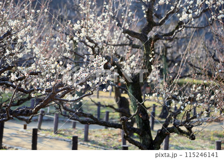 白梅の花 白梅の花 115246141