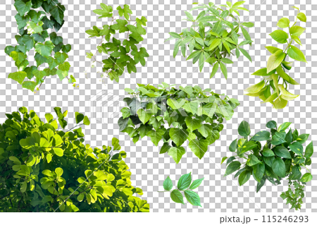 Assortment of various leaves (transparent background) 115246293
