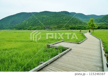 タデ原湿原の木道を歩く 115246387