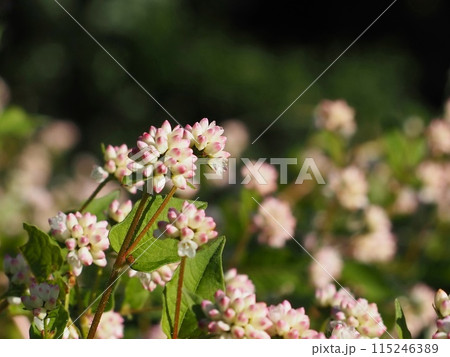 ミゾソバの花畑 ミゾソバの花畑 115246389