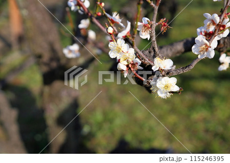 白梅の花 冬至 白梅の花 冬至 115246395