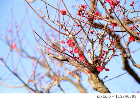 鮮やか紅梅の花　鹿児島紅 115246399