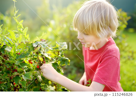A child picking up red currant in the garden on a sunny summer day. Boy is stretching and grabbing ripe berries. 115246826