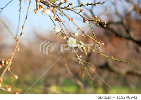 しだれ梅の花 白滝枝垂れ しだれ梅の花 白滝枝垂れ 115246942