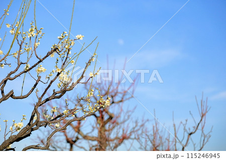 白梅の花 月影 白梅の花 月影 115246945