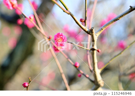 梅の花 八重寒紅 梅の花 八重寒紅 115246946