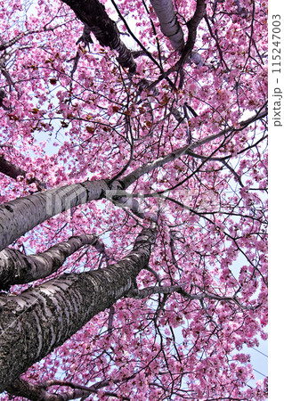 桜の木の下から青空を覗く光景 青空を埋め尽くすピンクの桜の花びら 北海道の遅い桜が満開 桜の木の下から青空を覗く光景 青空を埋め尽くすピンクの桜の花びら 北海道の遅い桜が満開 115247003