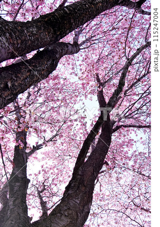 桜の木の下から青空を覗く光景 青空を埋め尽くすピンクの桜の花びら 北海道の遅い桜が満開 桜の木の下から青空を覗く光景 青空を埋め尽くすピンクの桜の花びら 北海道の遅い桜が満開 115247004