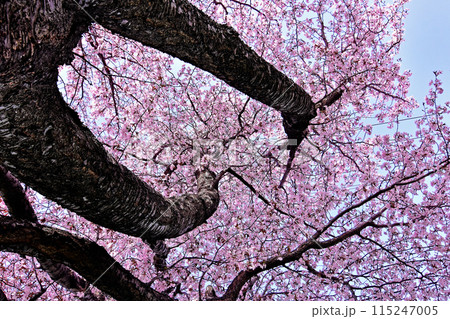 桜の木の下から青空を覗く光景　青空を埋め尽くすピンクの桜の花びら　北海道の遅い桜が満開 115247005