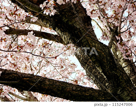 桜の木の下から青空を覗く光景 青空を埋め尽くすピンクの桜の花びら 北海道の遅い桜が満開 桜の木の下から青空を覗く光景 青空を埋め尽くすピンクの桜の花びら 北海道の遅い桜が満開 115247006