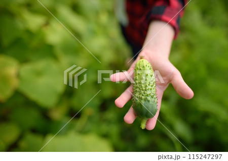 Little child is in kitchen vegetable garden. Boy picked a fresh organic cucumber from the bed. Baby helps grandparents with gardening. 115247297