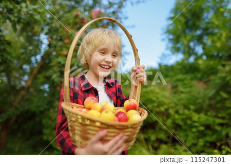 Little boy picking apples in orchard. Child holding straw basket with harvest. Harvesting in the domestic garden in autumn. Fruit for sale. Small business. Little boy picking apples in orchard. Child holding straw basket with harvest. Harvesting in the domestic garden in autumn. Fruit for sale. Small business. 115247301