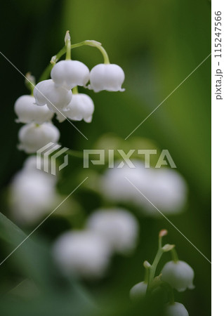 すずらんの花 115247566