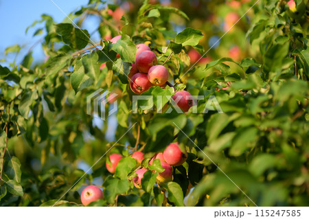 Lots of ripe red apples on the tree in orchard. Harvesting of apples in the domestic garden in summer or autumn day. Fruits for sale. Lots of ripe red apples on the tree in orchard. Harvesting of apples in the domestic garden in summer or autumn day. Fruits for sale. 115247585