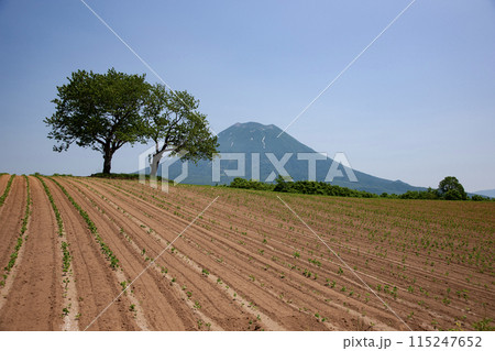 羊蹄山と大地 羊蹄山と大地 115247652