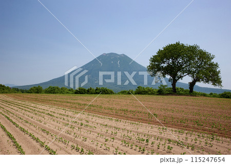 羊蹄山と大地 115247654