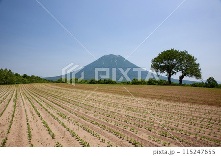 羊蹄山と大地 羊蹄山と大地 115247655