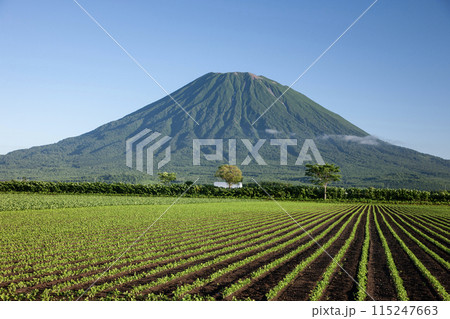 羊蹄山と大地 115247663