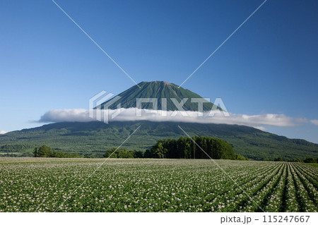 羊蹄山と大地 115247667