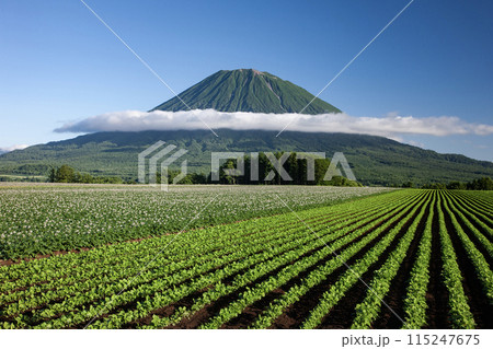 羊蹄山と大地 羊蹄山と大地 115247675