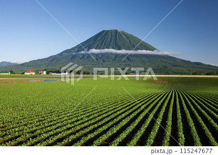 羊蹄山と大地 115247677