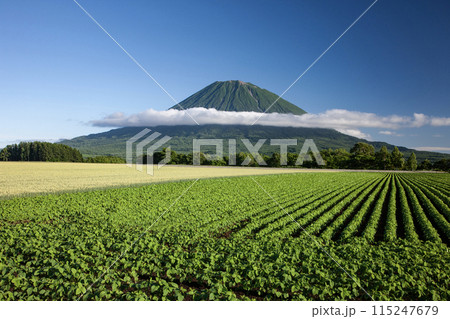 羊蹄山と大地 115247679