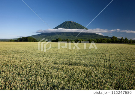 羊蹄山と大地 115247680