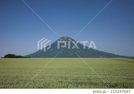 羊蹄山と大地 115247687