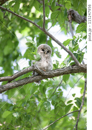 新緑の森のエゾフクロウ 115247956