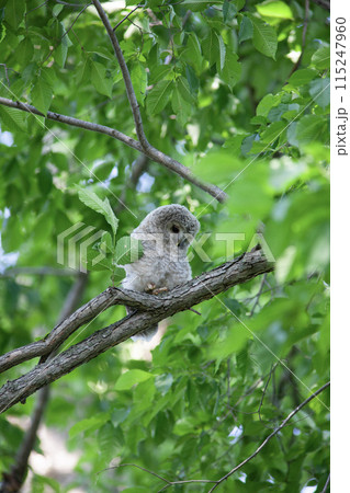 新緑の森のエゾフクロウ 115247960