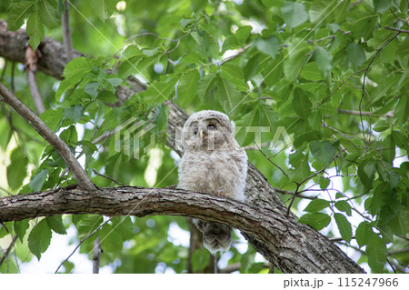 新緑の森のエゾフクロウ 115247966