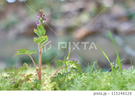 蕾　ムラサキケマン 115248128