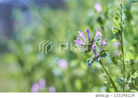 光を浴びるホトケノザ 115248129