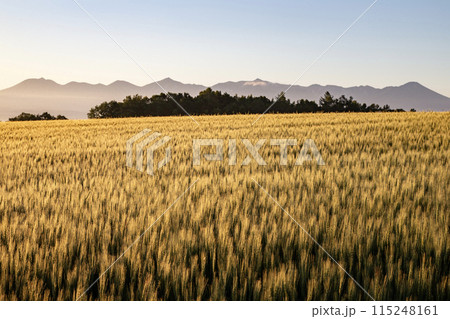麦畑の大地 115248161