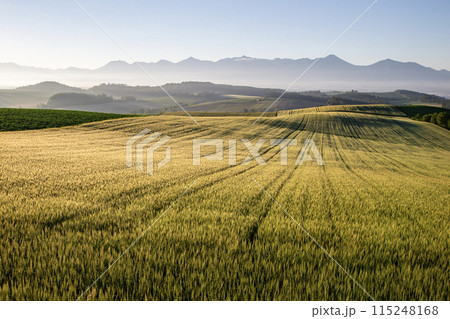 麦畑の大地 麦畑の大地 115248168