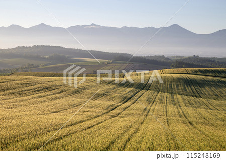 麦畑の大地 麦畑の大地 115248169