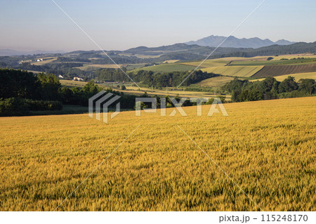 麦畑の大地 115248170