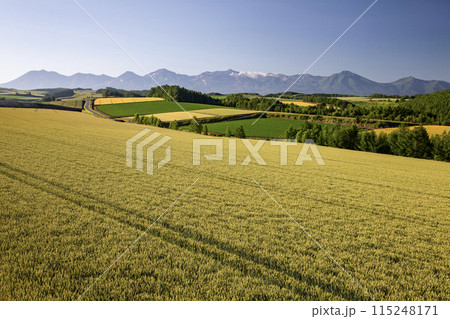 麦畑の大地 115248171