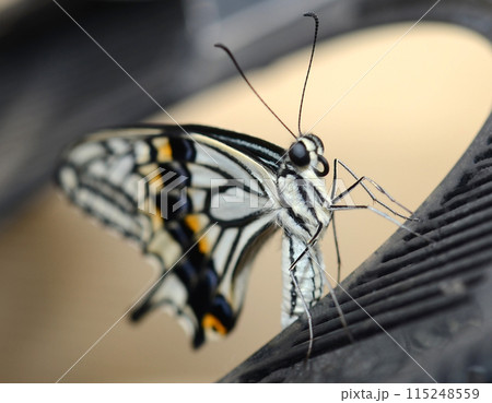 アゲハチョウのアップ・虫取りイメージ 115248559