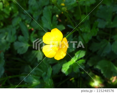 ウマノアシガタ 115248576