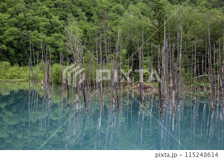 美瑛の青い池 美瑛の青い池 115248614