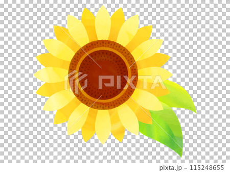 水彩タッチのひまわりの花イラスト 115248655