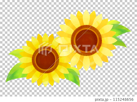 水彩タッチのひまわりの花イラスト 水彩タッチのひまわりの花イラスト 115248656