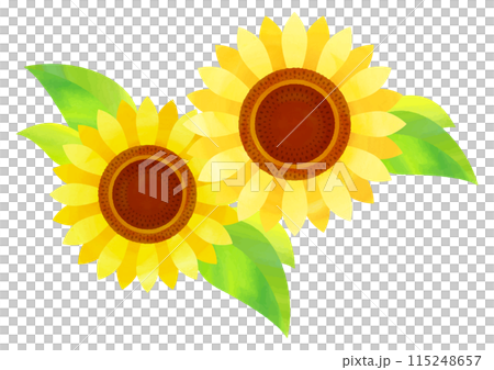 水彩タッチのひまわりの花イラスト 115248657
